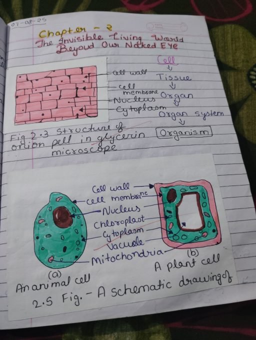 Thumbnail for Plant and animal cell