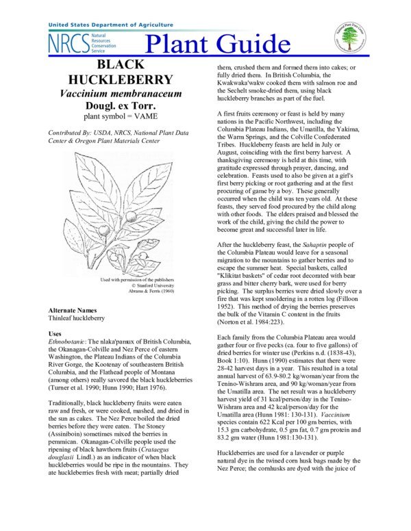 Thumbnail for Black Huckleberry Study Notes