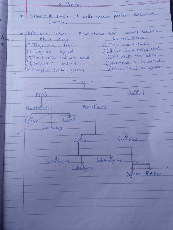 Thumbnail for Class 9th cbse science chapter Tissue