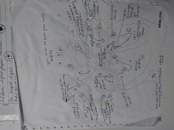 Thumbnail for DIAGRAMMATIC REPRESENTATION OF HUMAN HEART