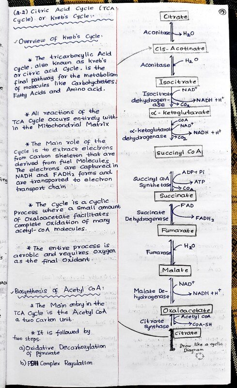 Thumbnail for MBC - KREB'S CYCLE/TCA CYCLE/CITRIC ACID BASE