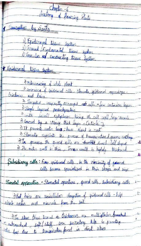 Anatomy of flowering plants