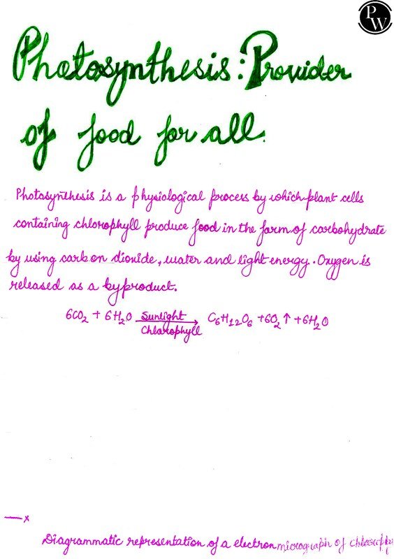 Thumbnail for Class 10 ICSE Biology Notes: Photosynthesis