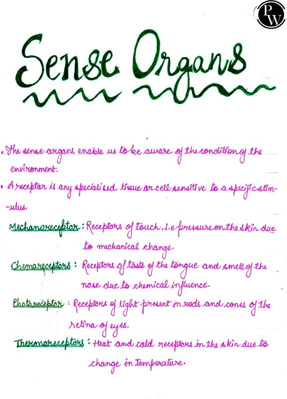 Thumbnail for Class 10 ICSE Biology Notes: Sense Organs