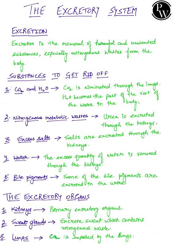 Thumbnail for Class 10 ICSE Biology Notes: The Excretory System
