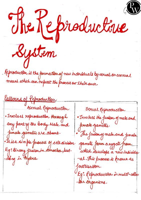Thumbnail for Class 10 ICSE Biology Notes: The Reproductive System