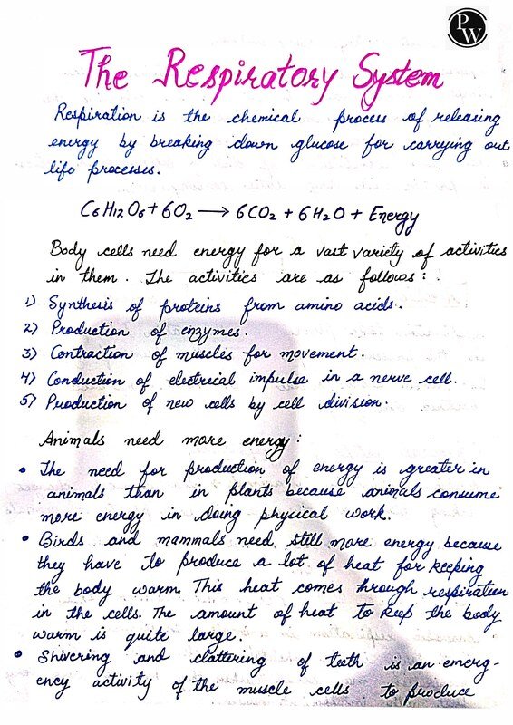 Thumbnail for ICSE CLASS-9 Biology Notes : Respiratory System