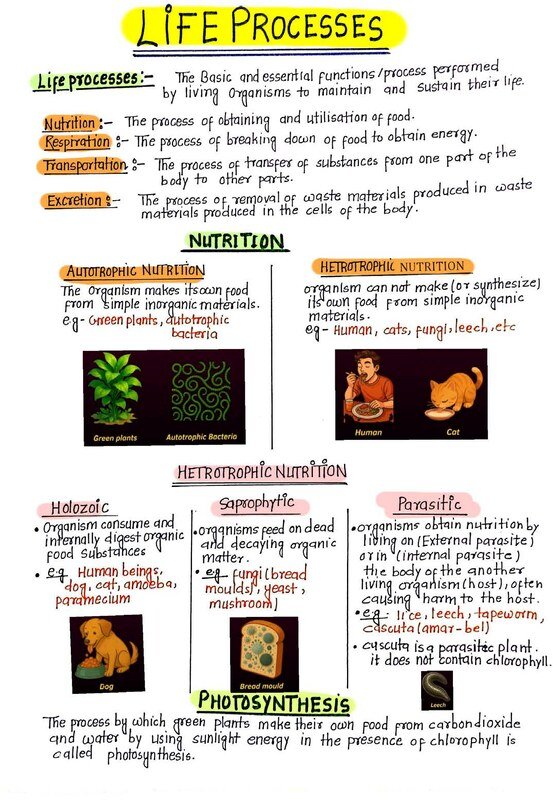 Life process 10th notes