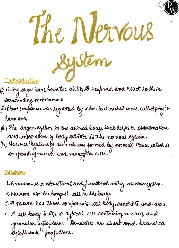 Nervous system related notes for NEET students