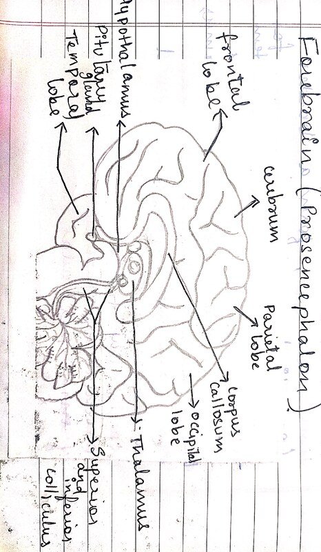 Thumbnail for Introduction to Central Nervous System - Brain ( Forebrain ) Part 3