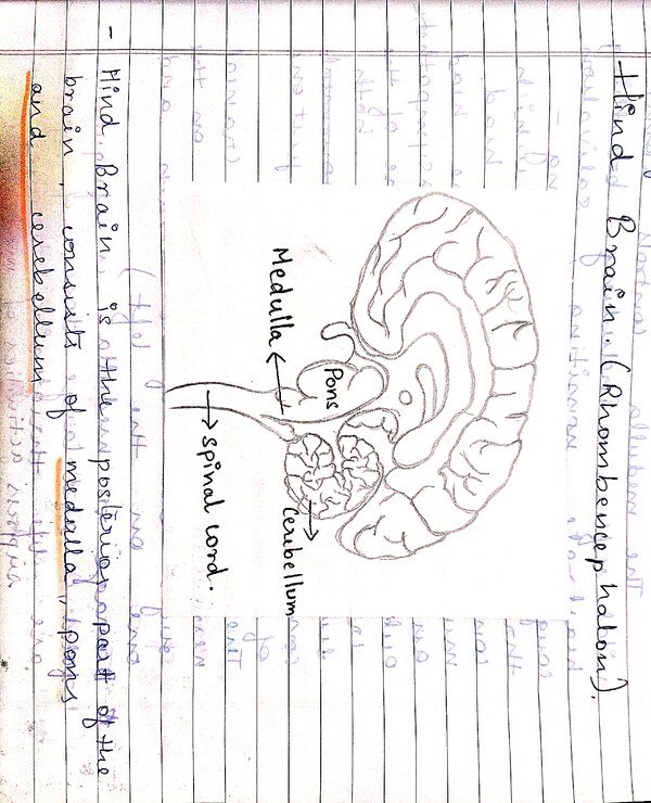Thumbnail for Introduction to Central Nervous System - Brain ( Hind brain, Mid Brain) Part 2