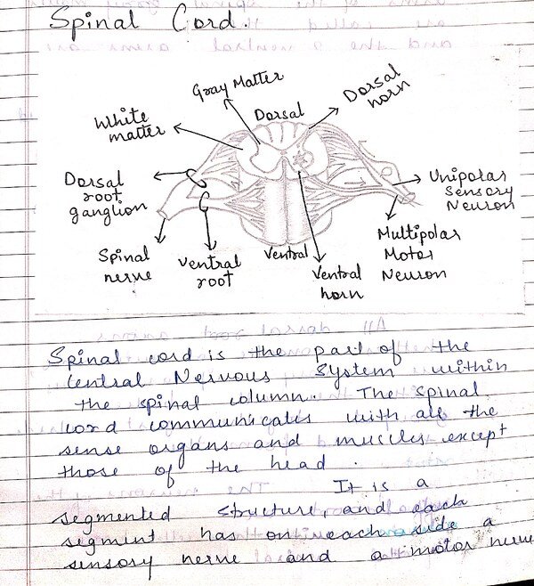 Thumbnail for Introduction to Central Nervous System -Spinal Cord And its Functions Part 4
