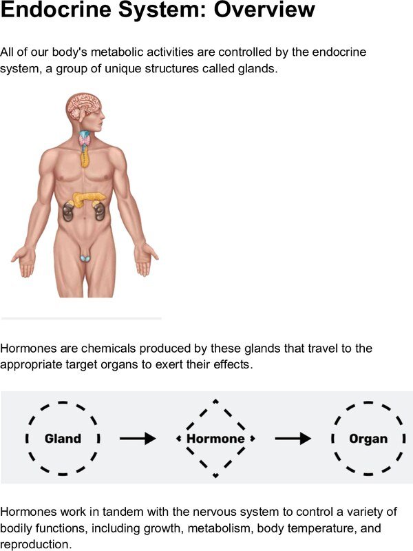 Thumbnail for Endocrine System