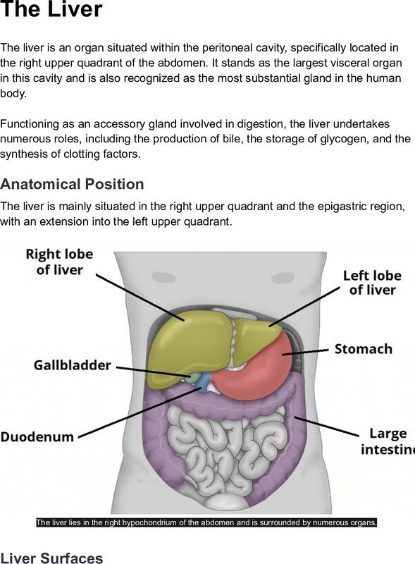 Thumbnail for The Liver