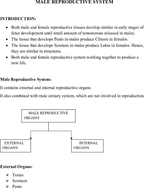 MALE REPRODUCTIVE SYSTEM