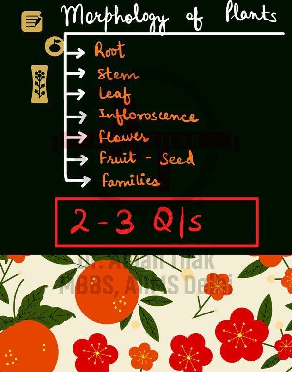 Thumbnail for Morphology of a flowering plant