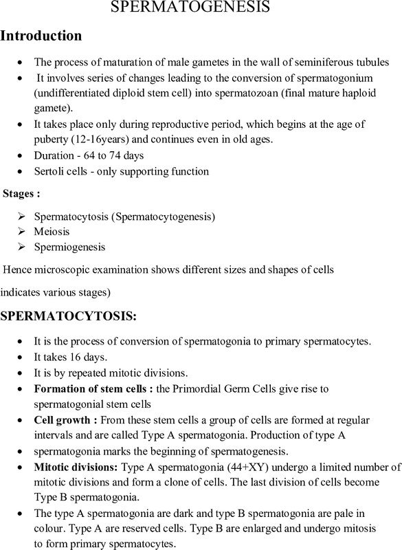 SPERMATOGENESIS